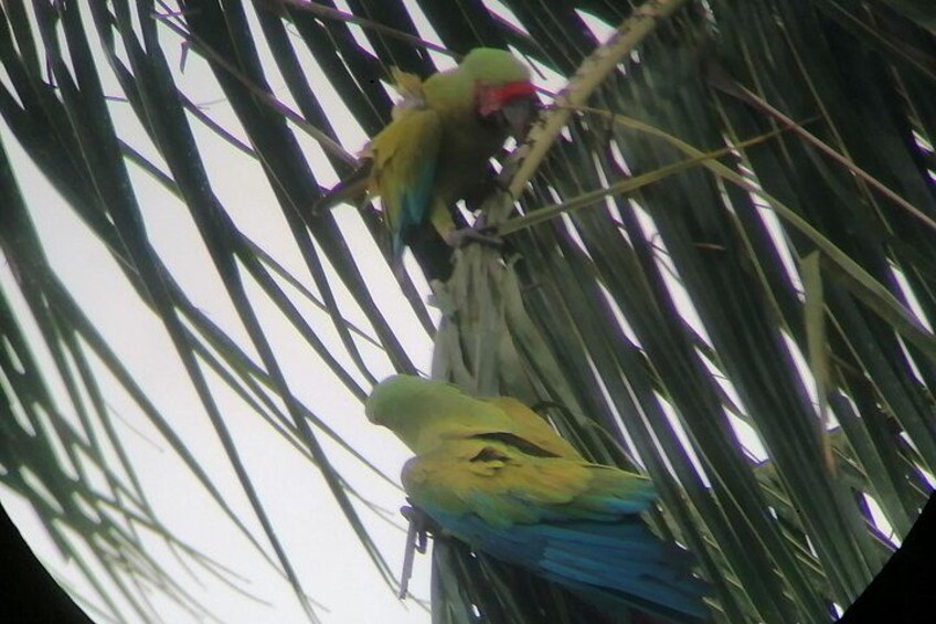 Two parrots perched on a tree branch. 2