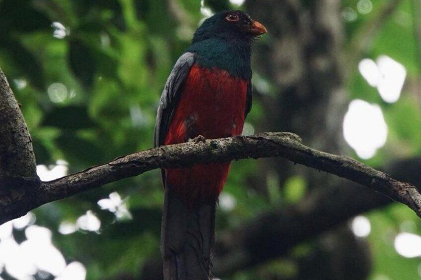 A bird perched on a branch. 5