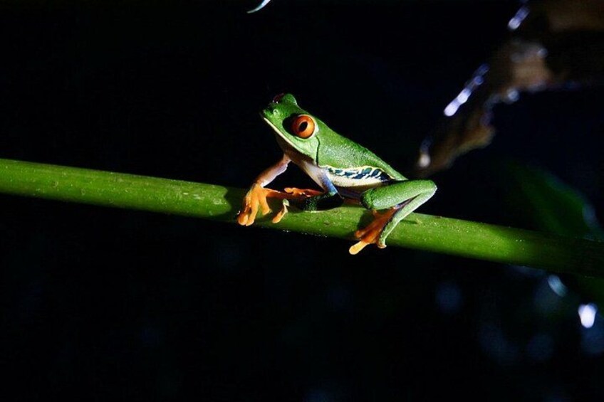 A green frog with orange eyes perched on a green plant stem. 3