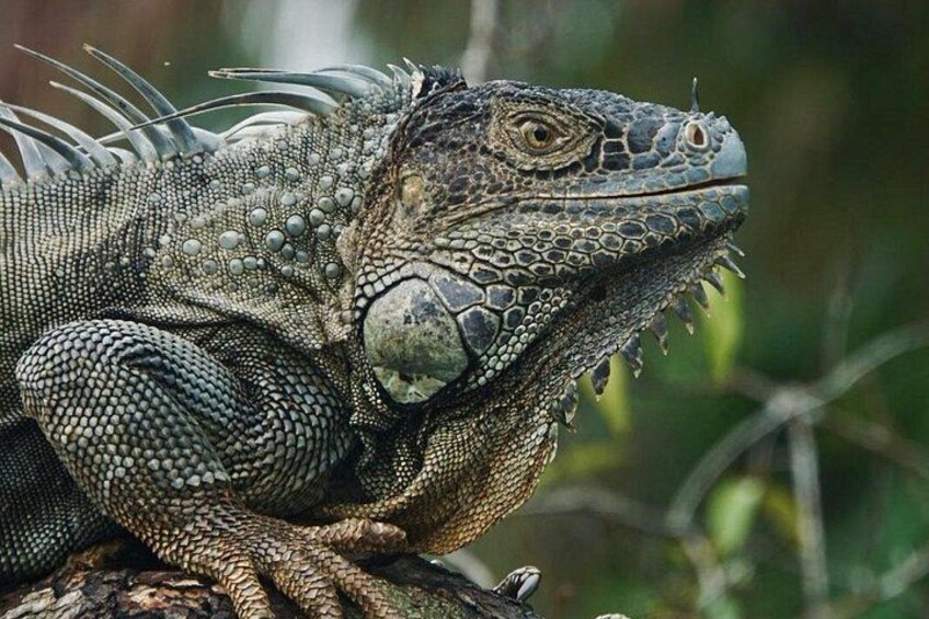 A large iguana with textured skin and spiky scales, resting on a branch. 4