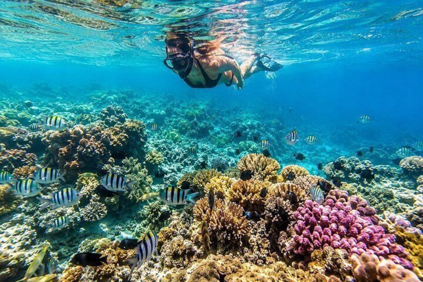 Trincomalee: Whales Watching and Navy Island Snorkeling Tour 4