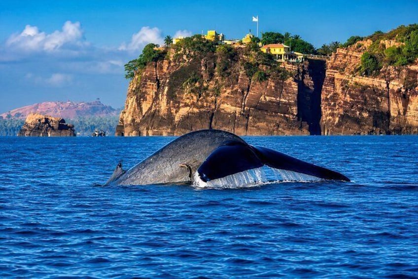 Een walvis springt uit het water, met een kustlandschap op de achtergrond. 1
