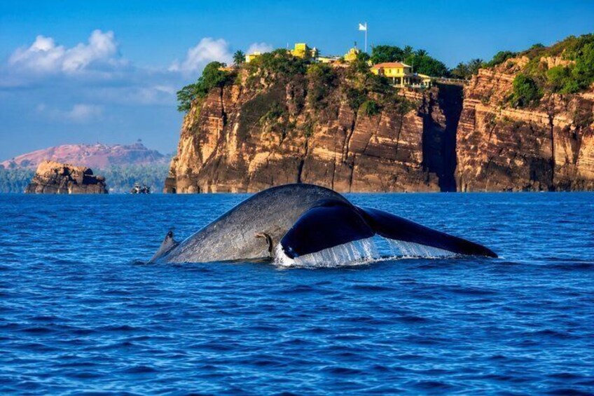 Trincomalee: Whales Watching and Navy Island Snorkeling Tour 1