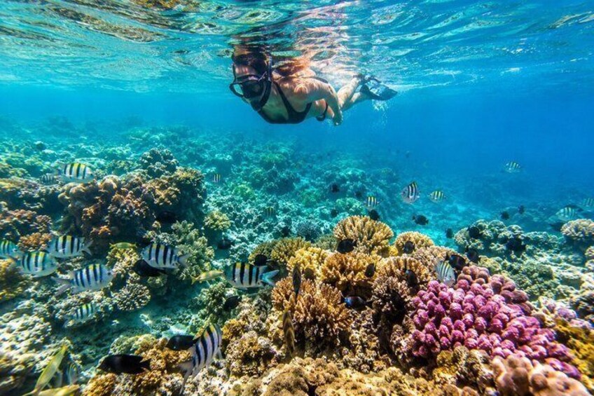 Trincomalee: Whales Watching and Navy Island Snorkeling Tour 5