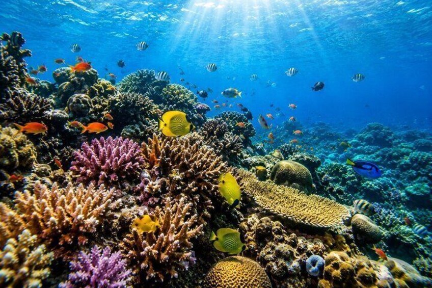 Trincomalee: Whales Watching and Navy Island Snorkeling Tour 3