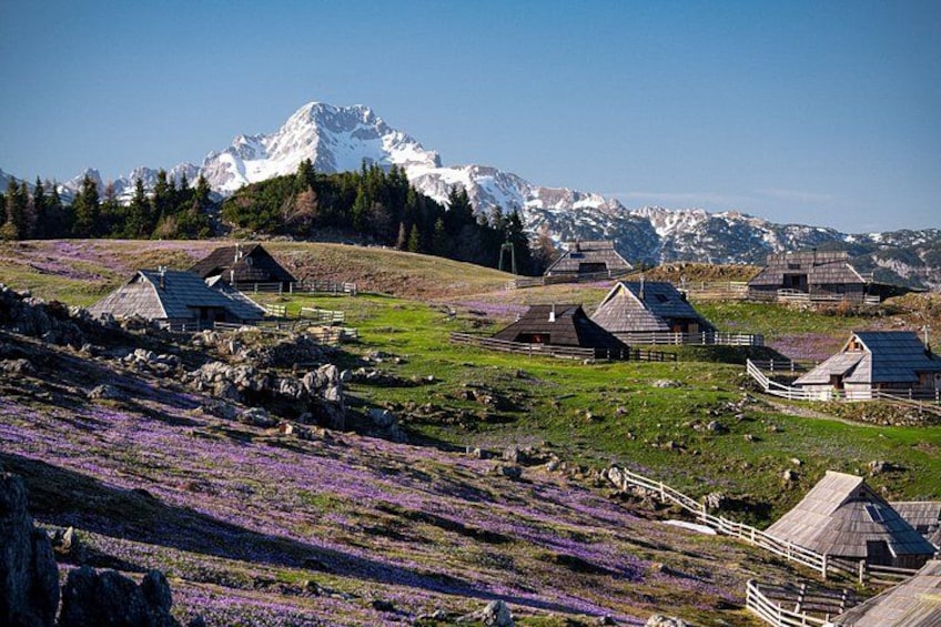 Eine Berglandschaft mit Holzhäusern und violetten Blumen. 3