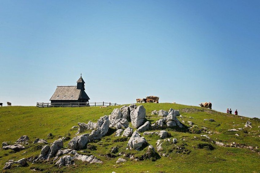 A grassy hill with cows, a wooden structure, and scattered rocks. 2