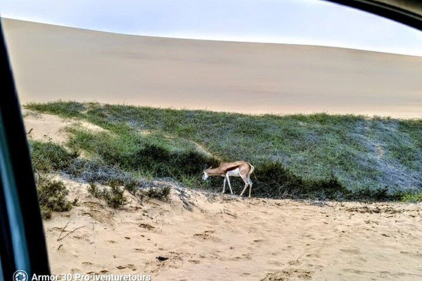 A desert landscape with sparse vegetation and a single antelope. 5