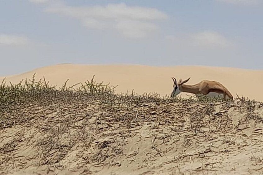 A desert landscape with sand dunes and sparse vegetation. 2