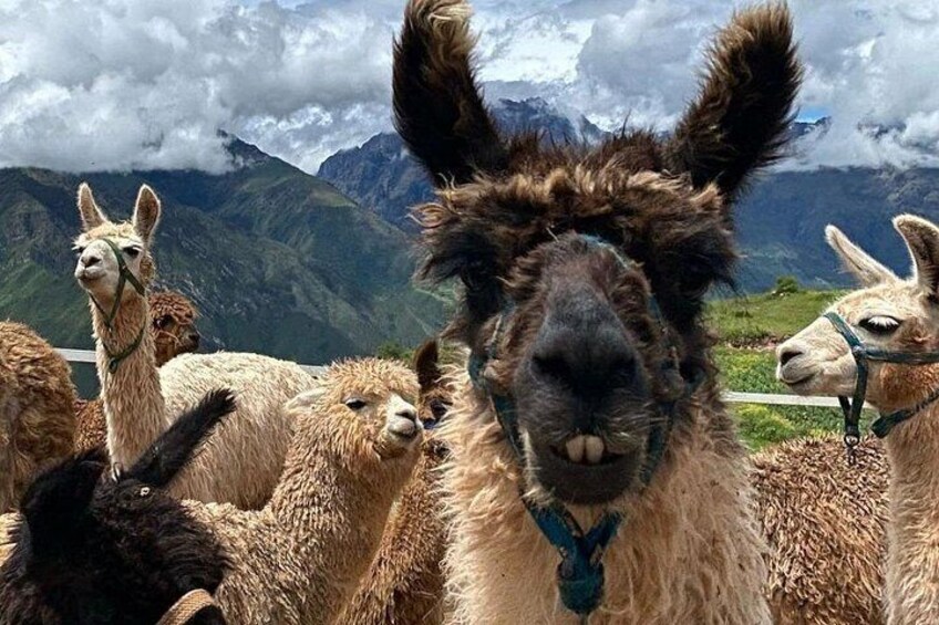 Lunch, Llamas & Textiles Experience in Cusco 2