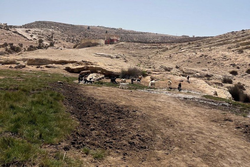 Un paisaje árido y rocoso con vegetación dispersa y un sendero de tierra. 1