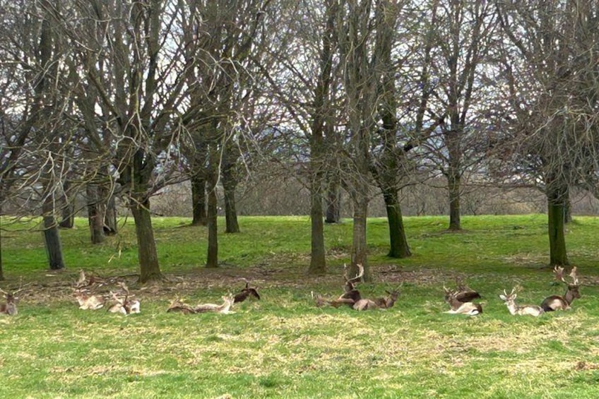 A group of deer resting in a grassy field with trees in the background. 4