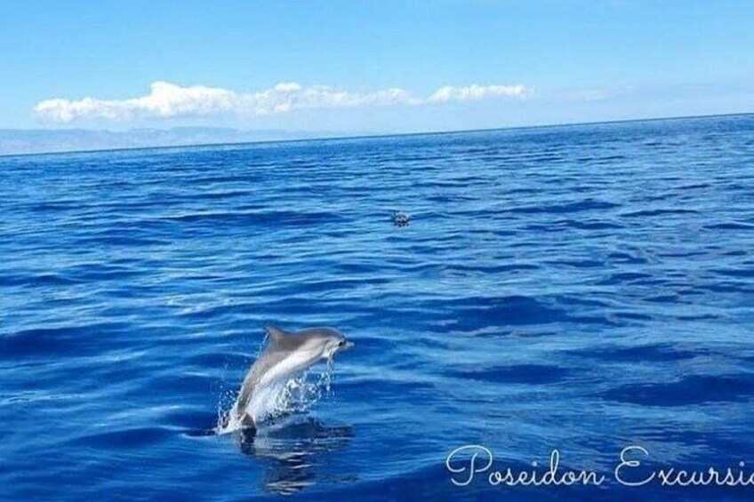 A dolphin jumping out of the ocean water. 2