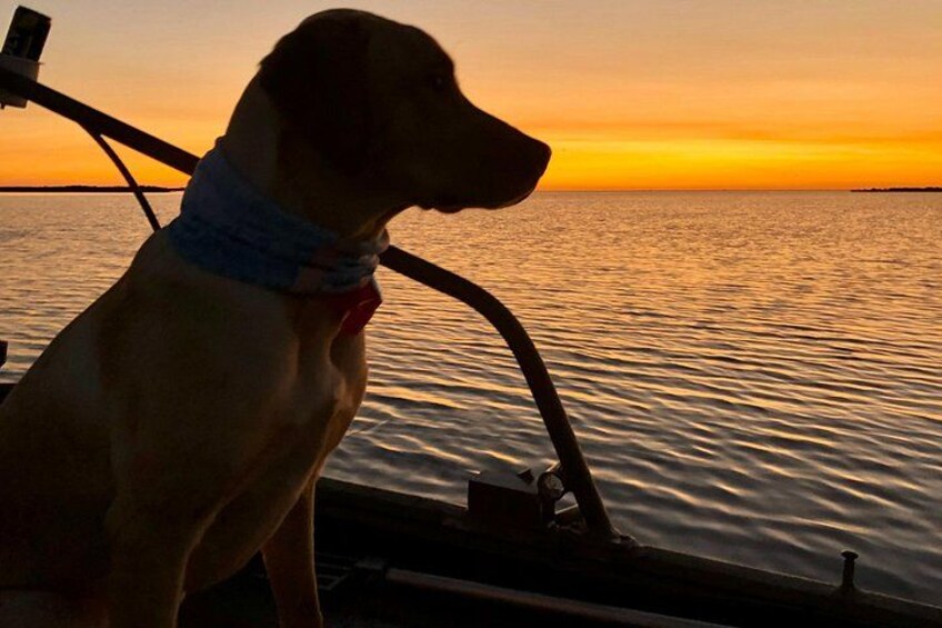 Un cane su una barca al tramonto. 3
