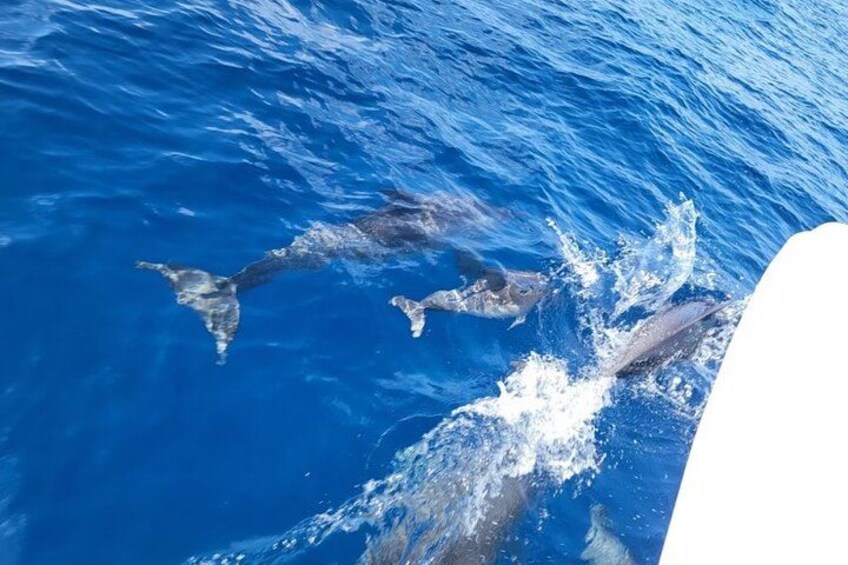 Dolphins swimming in the ocean. 3