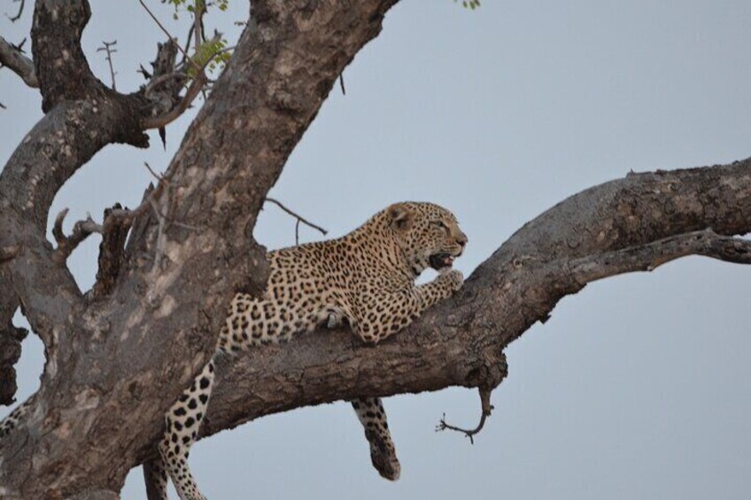 Leopard keeping an eye on its territory, searching for next meal.