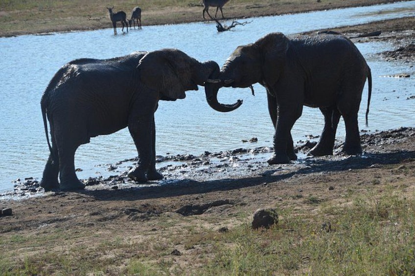 Kruger National Park 7-Day Safari with Game Drives, Hotels, Meals 4