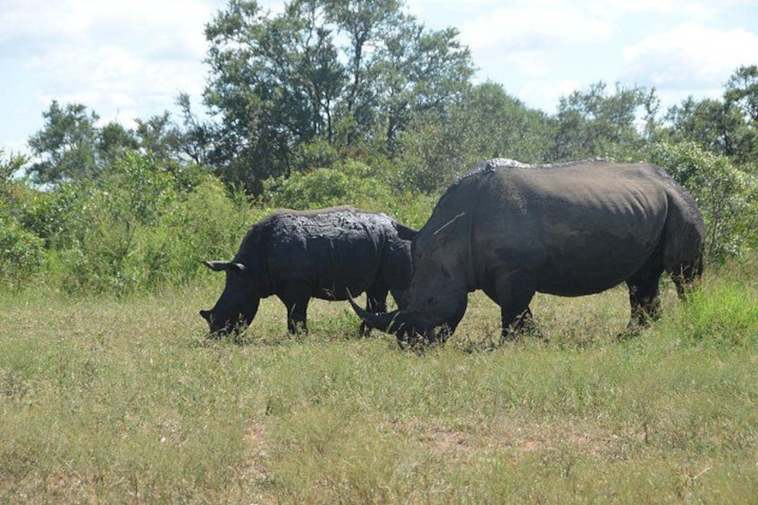 Kruger National Park 7-Day Safari with Game Drives, Hotels, Meals 3