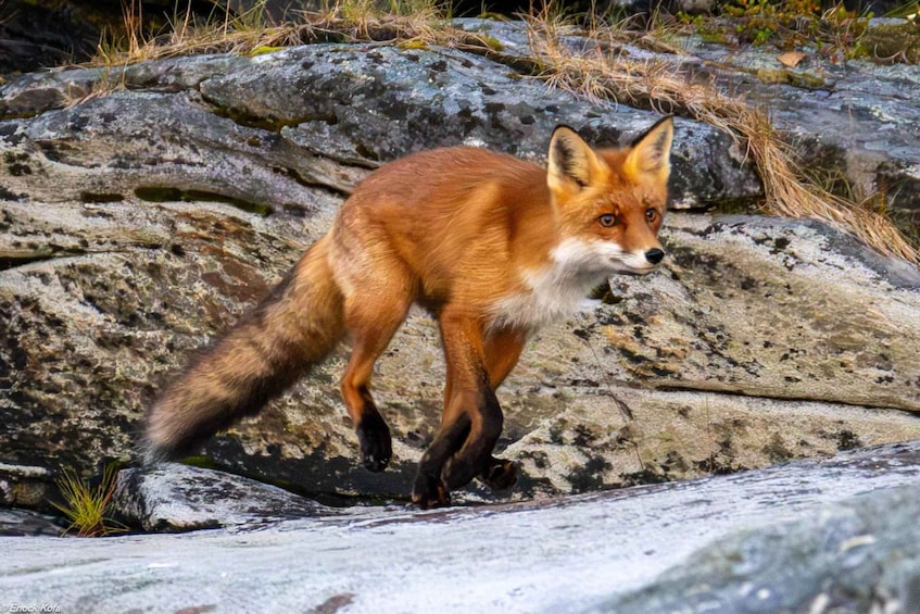 Tromsø: Arctic Fjord Cruise & Fishing Experience 1