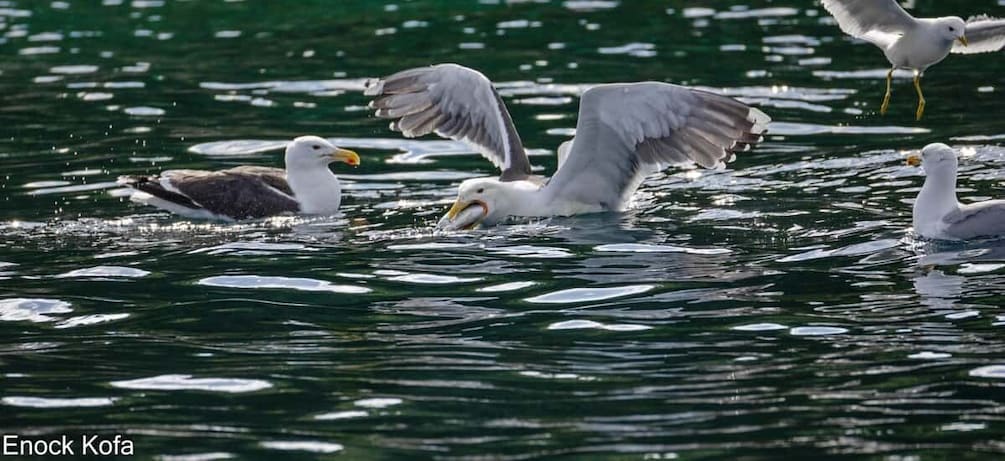 Picture 23 for Activity Tromsø: Arctic Fjord Cruise & Fishing Experience 4