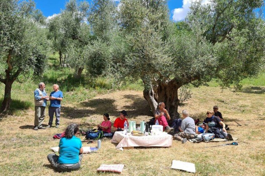 Matera: Gourmet Picnic in an Ancient Olive Grove & Views 3