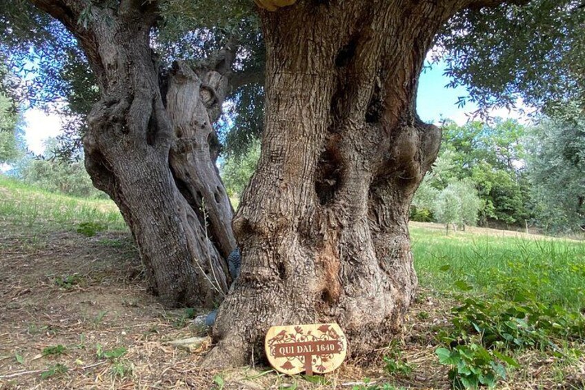 The Queen, olive tree born in 1640 years 4