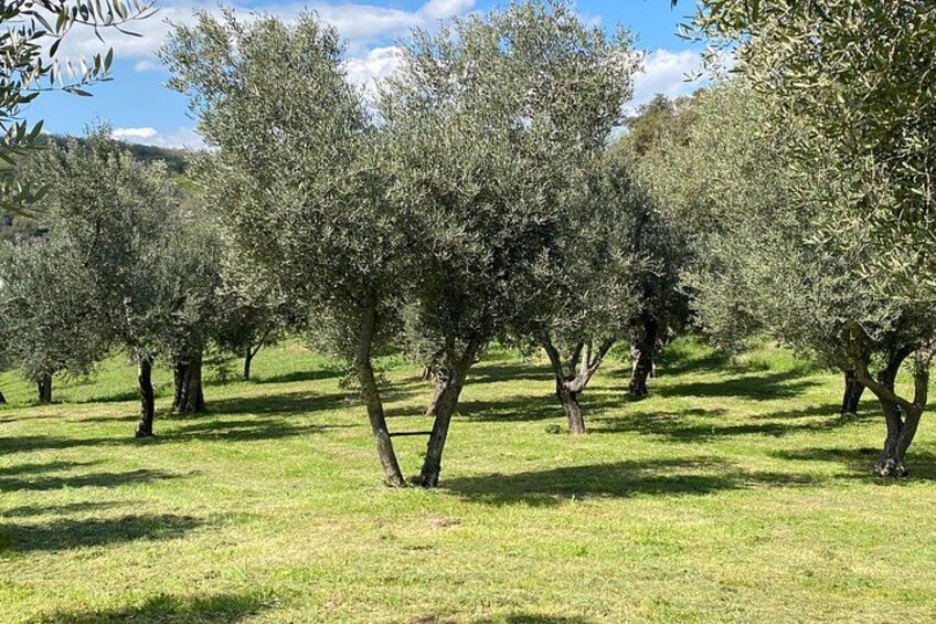 Matera: Gourmet Picnic in an Ancient Olive Grove & Views 5
