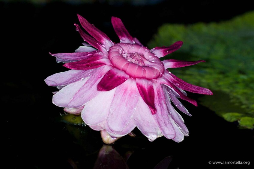 A pink and white water lily with water droplets on its petals. 3
