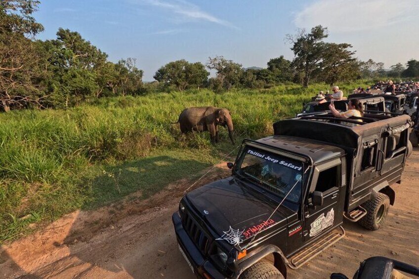 Vehículo safari con pasajeros observando un elefante en un campo de hierba. 1