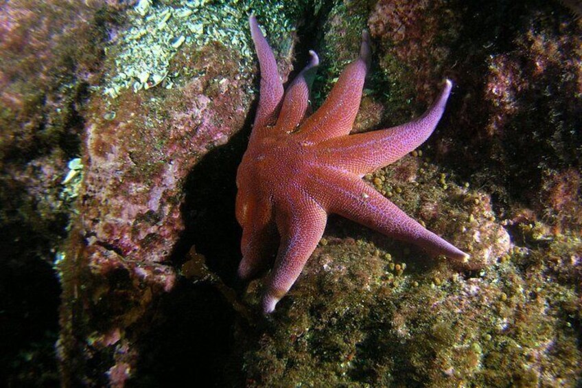 A starfish on a rocky underwater surface. 2