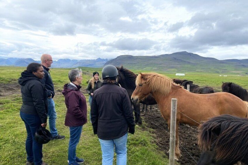 Un groupe de personnes se tient dans un champ, entouré de chevaux. 2
