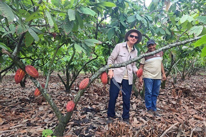 Cocoa and Tropical Fruits Farm with Fine Chocolate Experience 5