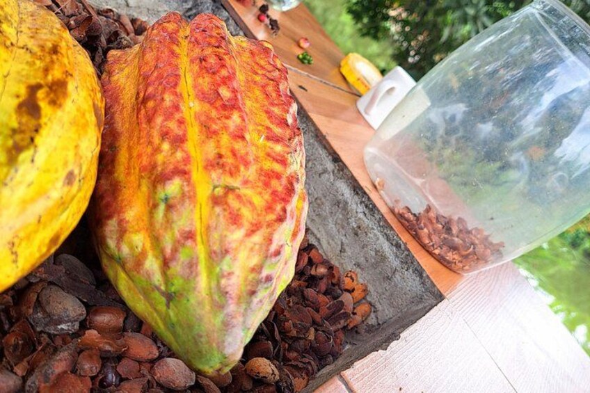 Cocoa and Tropical Fruits Farm with Fine Chocolate Experience 4