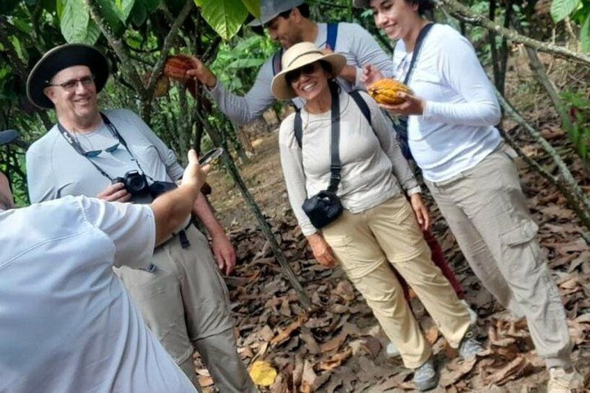 Cocoa and Tropical Fruits Farm with Fine Chocolate Experience 5