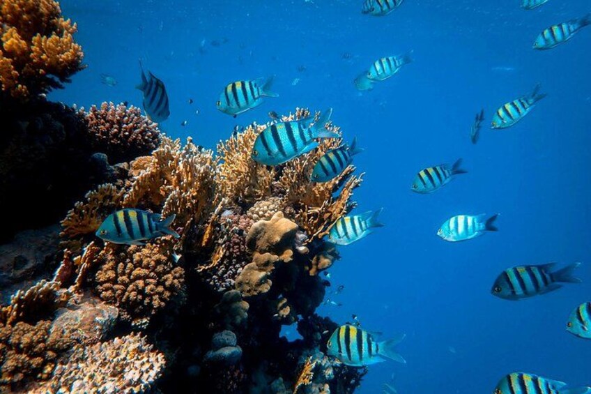 Waikiki Snorkeling & Ocean Waterpark Adventure from Oahu 2