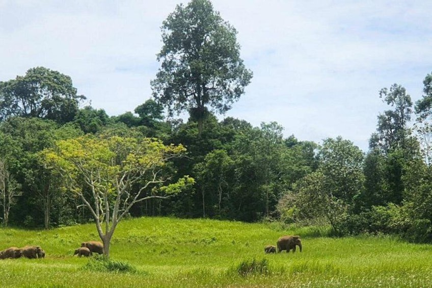 A grassy field with elephants and trees. 1