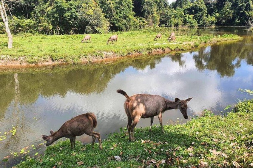 A pond with deer grazing on the grass and trees in the background. 4