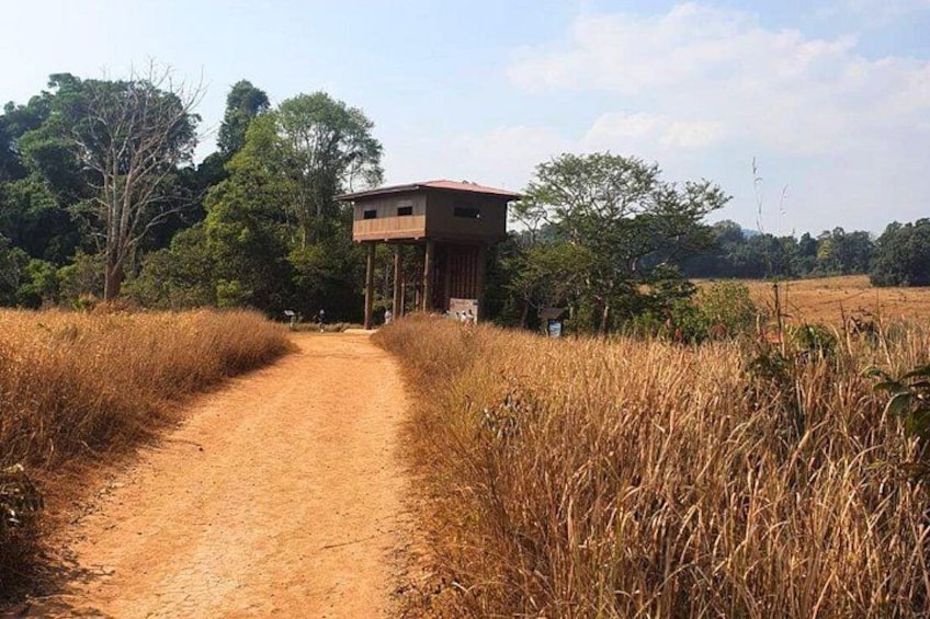 A dirt path leading to a wooden structure in a grassy field with trees in the background. 2