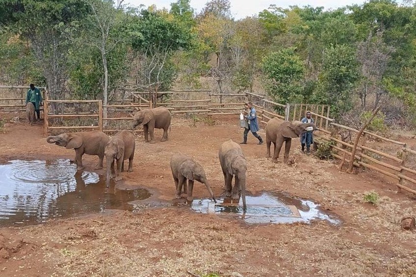 A group of elephants in a fenced enclosure with a water source. 3