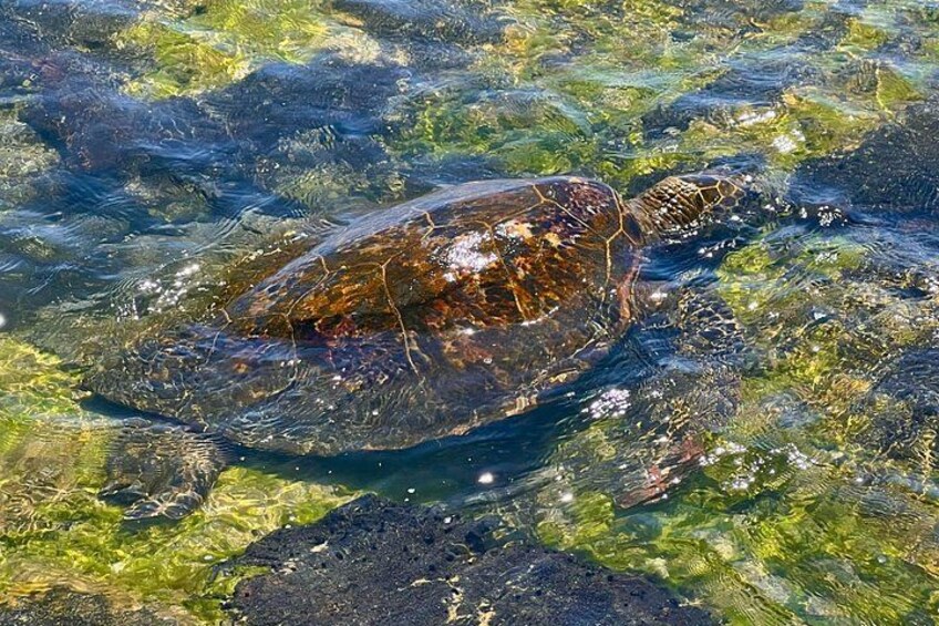 A turtle swimming in clear water with rocks and algae. 1