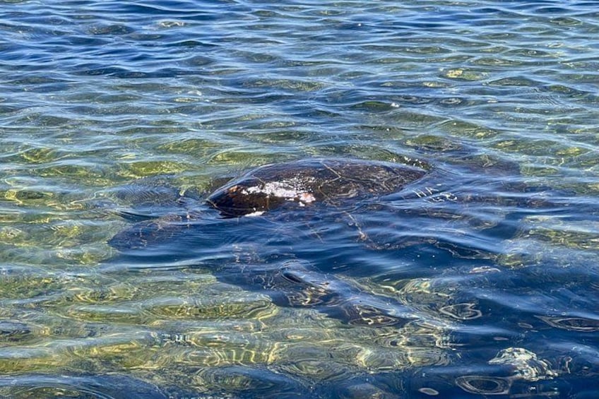 A large fish swimming in clear water. 2