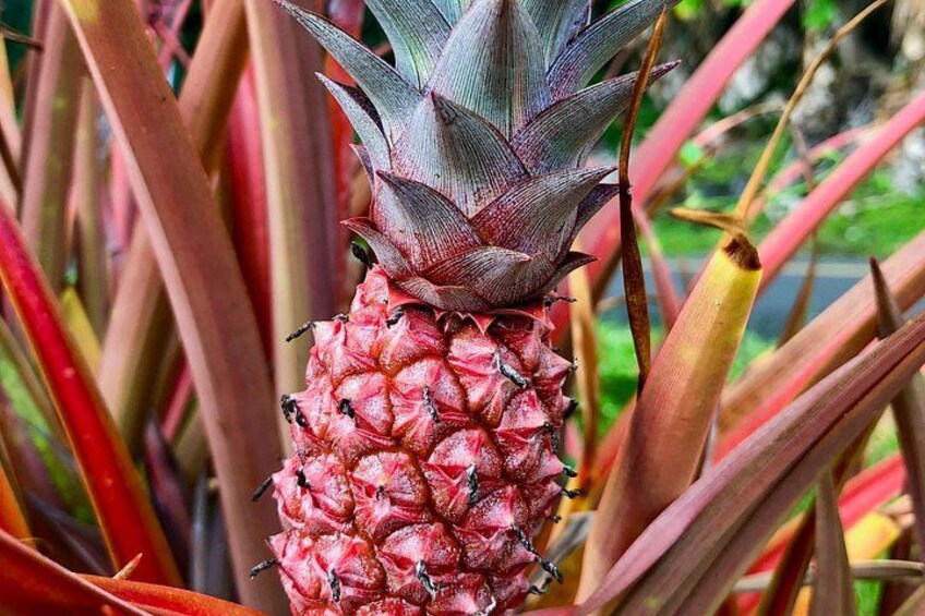 A pineapple surrounded by red and green foliage. 3