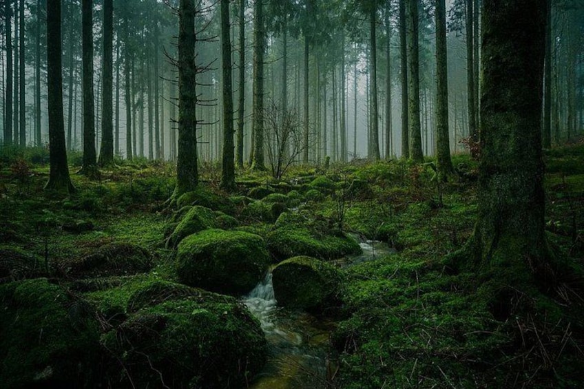 Black Forest 3