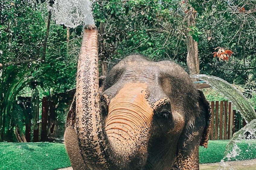 Half Day Elephant Home Sanctuary in Samui 2