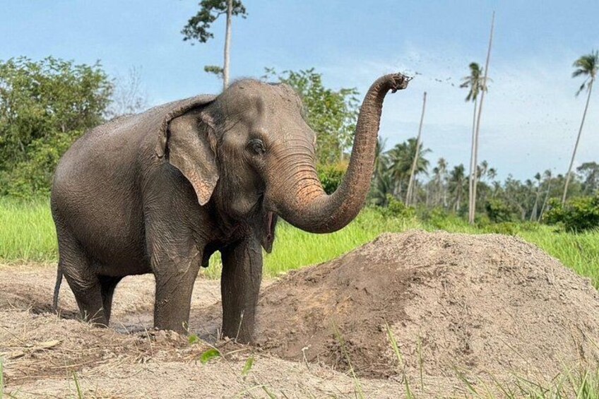 Half Day Elephant Home Sanctuary in Samui 2