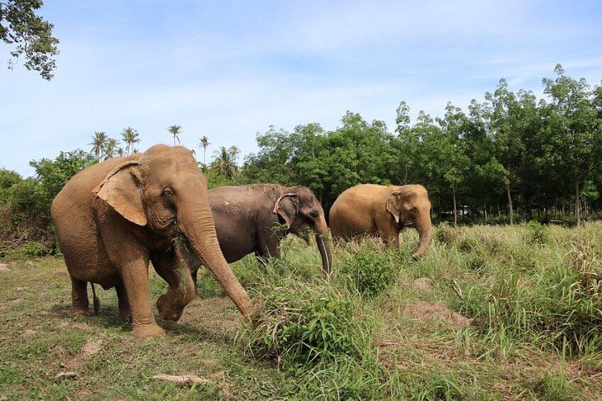 Half Day Elephant Home Sanctuary in Samui 3