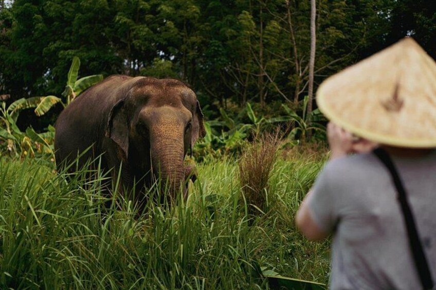 Half Day Elephant Home Sanctuary in Samui 1