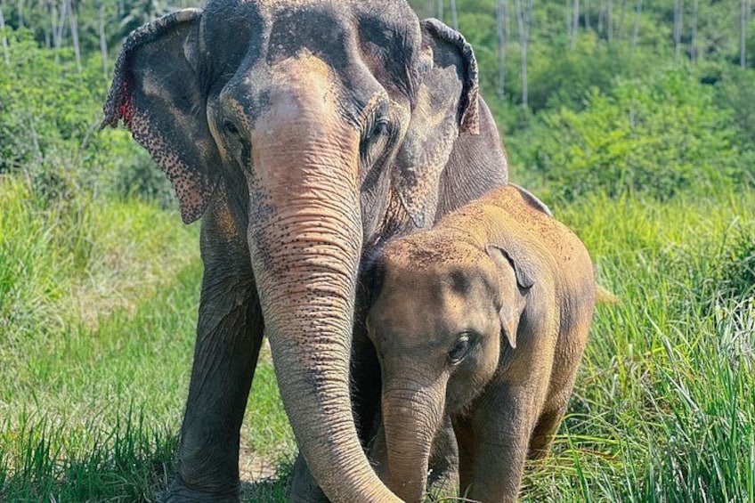 Half Day Elephant Home Sanctuary in Samui 3