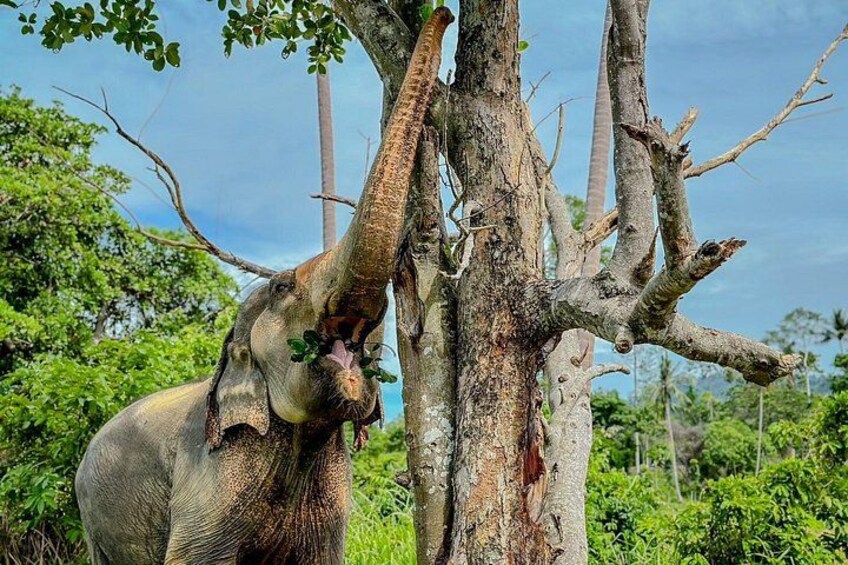 Half Day Elephant Home Sanctuary in Samui 2