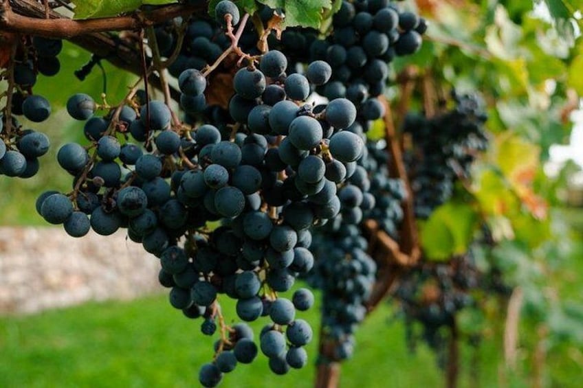 Des grappes de raisins violets foncés sur une vigne. 4
